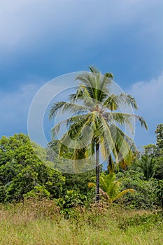 Palm trees on the paradise beach