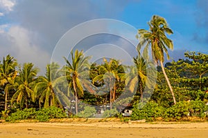 Palm trees on the paradise beach