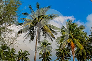 Palm trees on the paradise beach