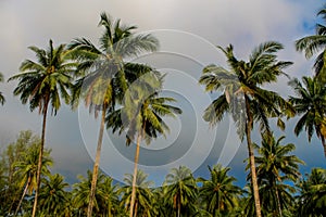 Palm trees on the paradise beach