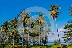 Palm trees on the paradise beach