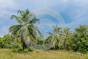 Palm trees on the paradise beach resort