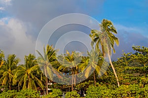 Palm trees on the paradise beach resort