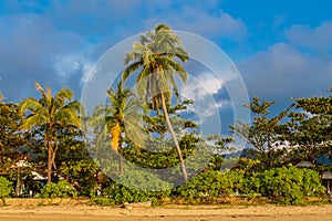 Palm trees on the paradise beach resort