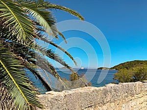 Palm trees. Paradise in Europe, Beautiful Island in Croatia, Vis
