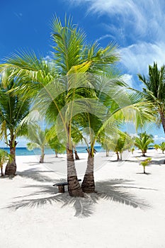 Palm trees on paradise island