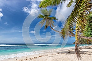 Palm trees on Paradise tropical beach in Caribbean island.