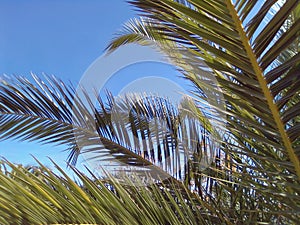 Palm trees. Park Almada Portugal. Europe. Palmtrees. Nature. Travel. Colors green blue background. Palmleaf.