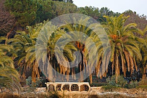 Palm trees in a park Guell