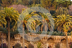 Palm trees in a park Guell