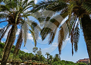 Palm trees in Park GÃ¼ell