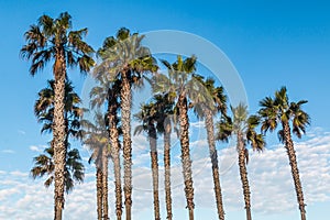 Palm Trees with Partly Cloudy Background