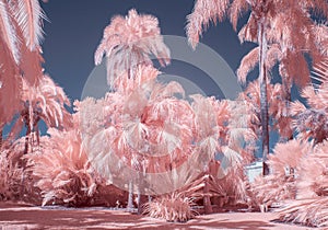 Palm Trees in Pastel Infrared Color