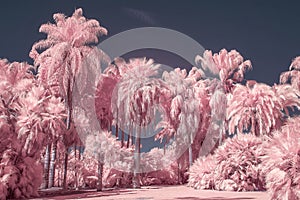 Palm Trees in Pastel Infrared Color