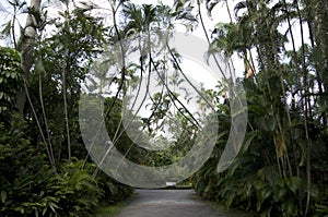 Palm trees path botanical garden taiwan