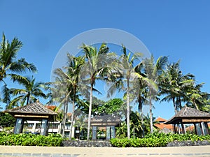 Palm trees and pavilions in the sand on the shore