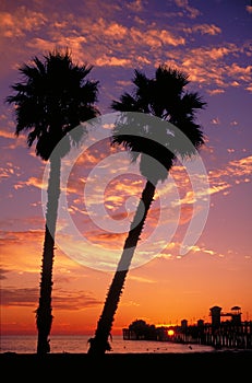 Palm Trees and Pier at Sunset