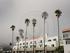 Palm trees in Pismo Beach, California