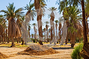 Palm trees plantation at Furnace Creek, Death Valley, California, USA