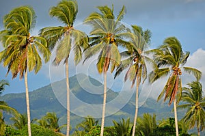 Palm trees at Playa El Espino photo