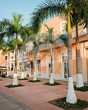 Palm trees at Plaza del Sol, in Cozumel, Mexico