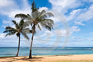 Palm Trees on Poipu Beach, Kauai Hawaii.