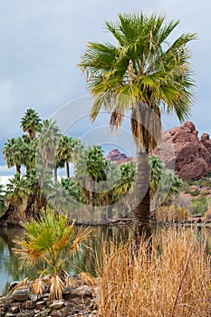 Palm trees and pond at Papago Park Phoenix Arizona