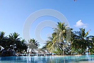 Palm trees and pool