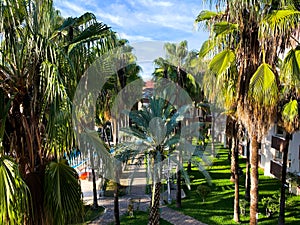 Palm trees by the pool in the hotel courtyard. Tourism. Relaxation