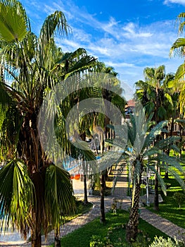 Palm trees by the pool in the hotel courtyard. Tourism. Relaxation