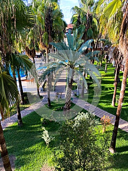 Palm trees by the pool in the hotel courtyard. Tourism. Relaxation