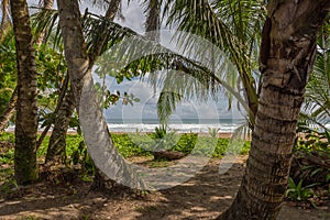 Palm trees on Punta Uva Beach in Puerto Viejo, Costa Rica photo