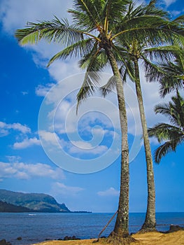 Palm Trees on Puu Poa Beach photo