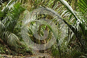 Palm trees in rain forest