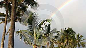 Palm Trees and a Rainbow in Hawaii