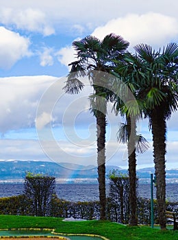 Palm trees and a rainbow in winter in Evian