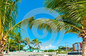 Palm trees in Raisins Clairs beach in Guadeloupe