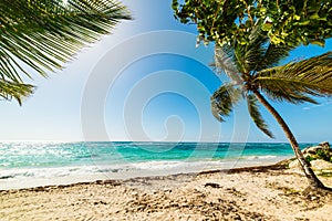 Palm trees in Raisins clairs beachin Guadeloupe island