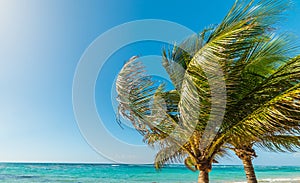 Palm trees in Raisins Clairs shore in Guadeloupe