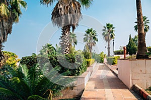 Palm trees at Rajiv Gandhi Park in Udaipur, India