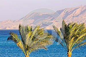 Palm trees, Red Sea and mount background