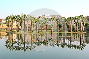 Palm trees reflected in water