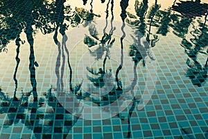 Palm trees reflected in the water of the pool. Nature.