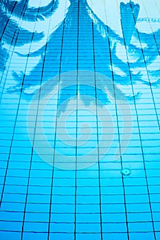 Palm trees reflected in the water surface of a swimming pool