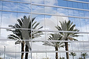 Palm trees reflection