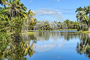 Palm Trees Reflection Fairchild Garden Coral Gables Florida