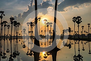 palm trees with reflection on water at sunrise, Sam Khok