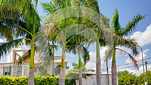 Palm Trees at Reynosa, Mexico