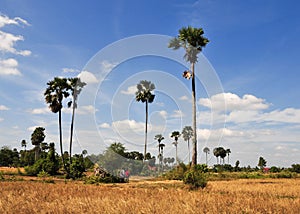 Palm trees on rice field in Cambodia