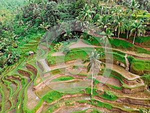 Palm trees and rice terraces in Asia